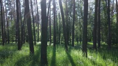 Güzel yeşil orman bir yaz gününde, ağır çekimde