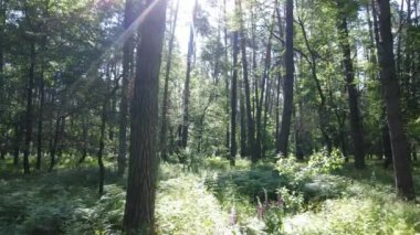 Güzel yeşil orman bir yaz gününde, ağır çekimde