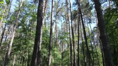 Güzel yeşil orman bir yaz gününde, ağır çekimde