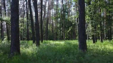 Güzel yeşil orman bir yaz gününde, ağır çekimde
