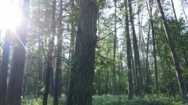 Güzel yeşil orman bir yaz gününde, ağır çekimde
