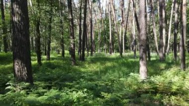 Güzel yeşil orman bir yaz gününde, ağır çekimde