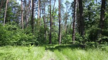 Güzel yeşil orman bir yaz gününde, ağır çekimde