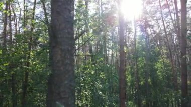 Güzel yeşil orman bir yaz gününde, ağır çekimde