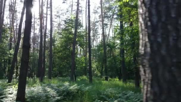 Όμορφο πράσινο δάσος σε μια καλοκαιρινή μέρα, αργή κίνηση — Αρχείο Βίντεο