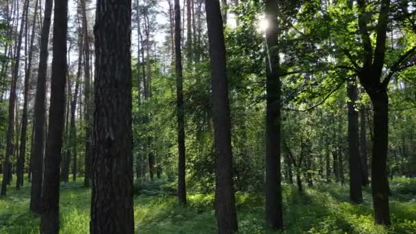 Schöner grüner Wald an einem Sommertag, Zeitlupe — Stockvideo