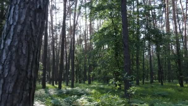 Schöner grüner Wald an einem Sommertag, Zeitlupe — Stockvideo