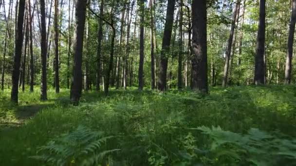 Hermoso bosque verde en un día de verano, cámara lenta — Vídeo de stock