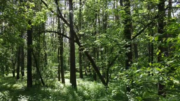 Schöner grüner Wald an einem Sommertag, Zeitlupe — Stockvideo