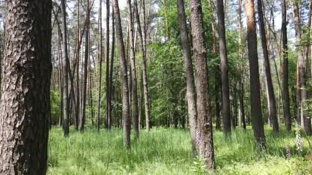 Krásný zelený les za letního dne, zpomalený pohyb — Stock video