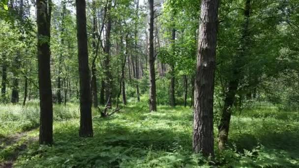 Beautiful green forest on a summer day, slow motion — Stock Video