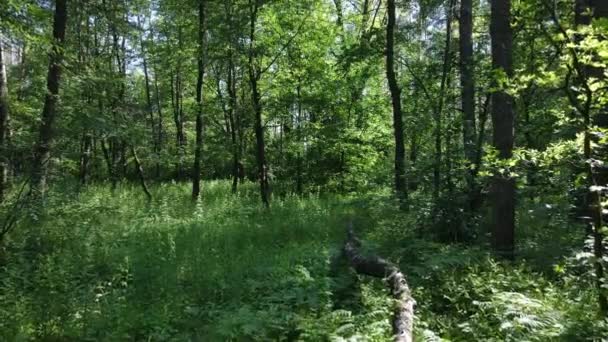 Bela floresta verde em um dia de verão, câmera lenta — Vídeo de Stock