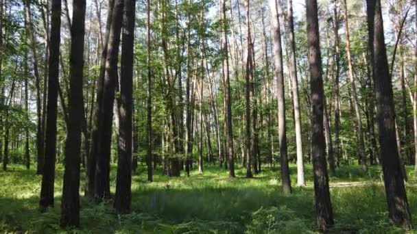 Vacker grön skog en sommardag, slow motion — Stockvideo