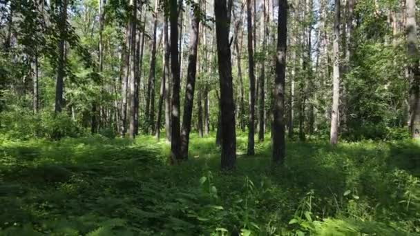 Prachtig groen bos op een zomerdag, slow motion — Stockvideo