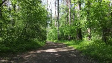 Güzel yeşil orman bir yaz gününde, ağır çekimde