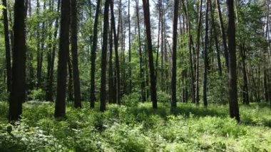 Güzel yeşil orman bir yaz gününde, ağır çekimde