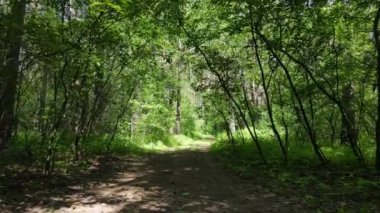 Güzel yeşil orman bir yaz gününde, ağır çekimde