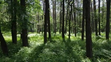 Güzel yeşil orman bir yaz gününde, ağır çekimde