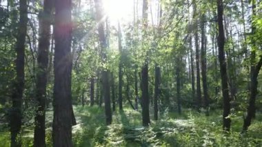 Güzel yeşil orman bir yaz gününde, ağır çekimde