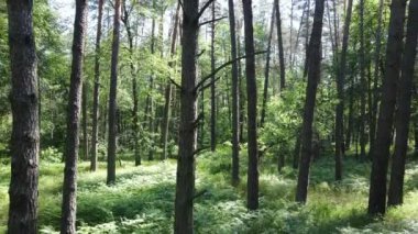Güzel yeşil orman bir yaz gününde, ağır çekimde