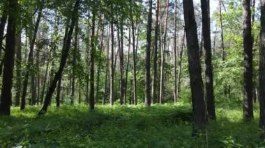 Güzel yeşil orman bir yaz gününde, ağır çekimde