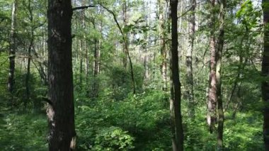 Güzel yeşil orman bir yaz gününde, ağır çekimde