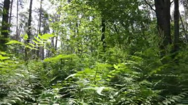 Güzel yeşil orman bir yaz gününde, ağır çekimde
