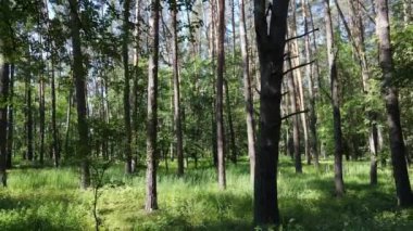 Güzel yeşil orman bir yaz gününde, ağır çekimde