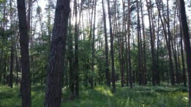 Güzel yeşil orman bir yaz gününde, ağır çekimde