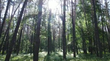 Güzel yeşil orman bir yaz gününde, ağır çekimde