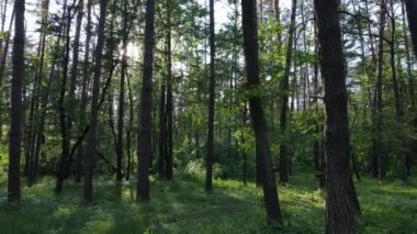Güzel yeşil orman bir yaz gününde, ağır çekimde