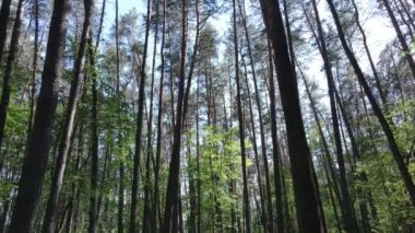 Güzel yeşil orman bir yaz gününde, ağır çekimde