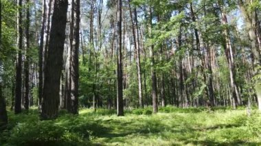 Güzel yeşil orman bir yaz gününde, ağır çekimde