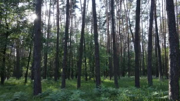 Schöner grüner Wald an einem Sommertag, Zeitlupe — Stockvideo