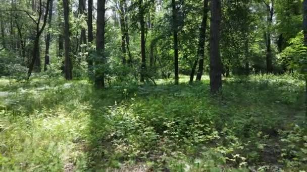 Hermoso bosque verde en un día de verano, cámara lenta — Vídeo de stock