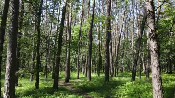 Bella foresta verde in una giornata estiva, rallentatore — Video Stock