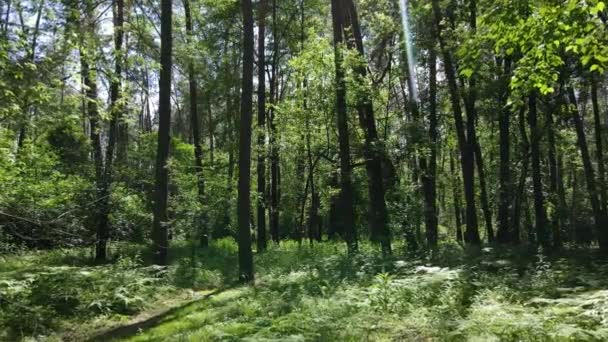 Belle forêt verte un jour d'été, au ralenti — Video