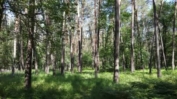 Vacker grön skog en sommardag, slow motion — Stockvideo