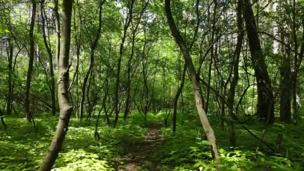 Bela floresta verde em um dia de verão, câmera lenta — Vídeo de Stock