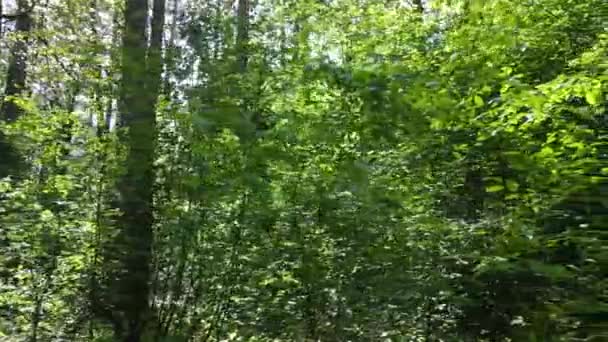 Hermoso bosque verde en un día de verano, cámara lenta — Vídeos de Stock