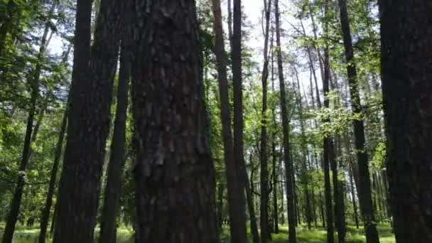 Bela floresta verde em um dia de verão, câmera lenta — Vídeo de Stock