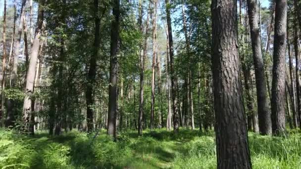 Hermoso bosque verde en un día de verano, cámara lenta — Vídeos de Stock