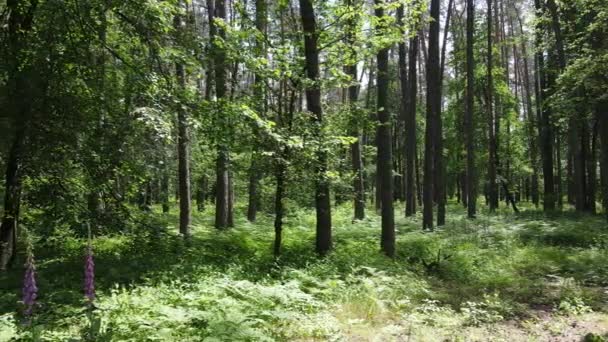 Bela floresta verde em um dia de verão, câmera lenta — Vídeo de Stock