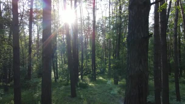 Schöner grüner Wald an einem Sommertag, Zeitlupe — Stockvideo