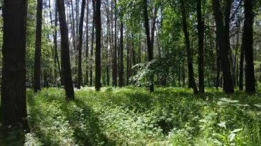 Yaz günlerinde ormandaki ağaçlar