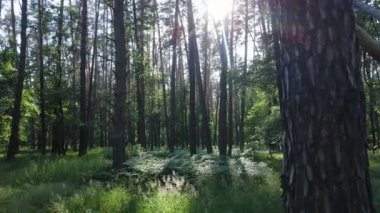 Yaz günlerinde ormandaki ağaçlar