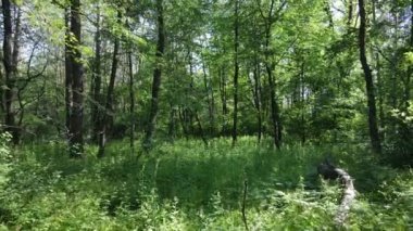 Yaz günlerinde ormandaki ağaçlar