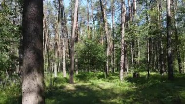 Yaz günlerinde ormandaki ağaçlar