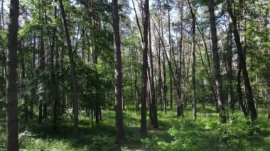 Yaz günlerinde ormandaki ağaçlar