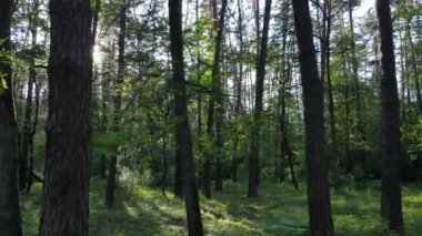 Yaz günlerinde ormandaki ağaçlar